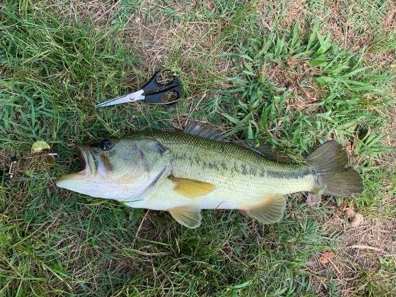 Buzzbait is one of the oldest types of topwater lures for bass fishing, yet  still deadly and producing great results today. DUO has colla