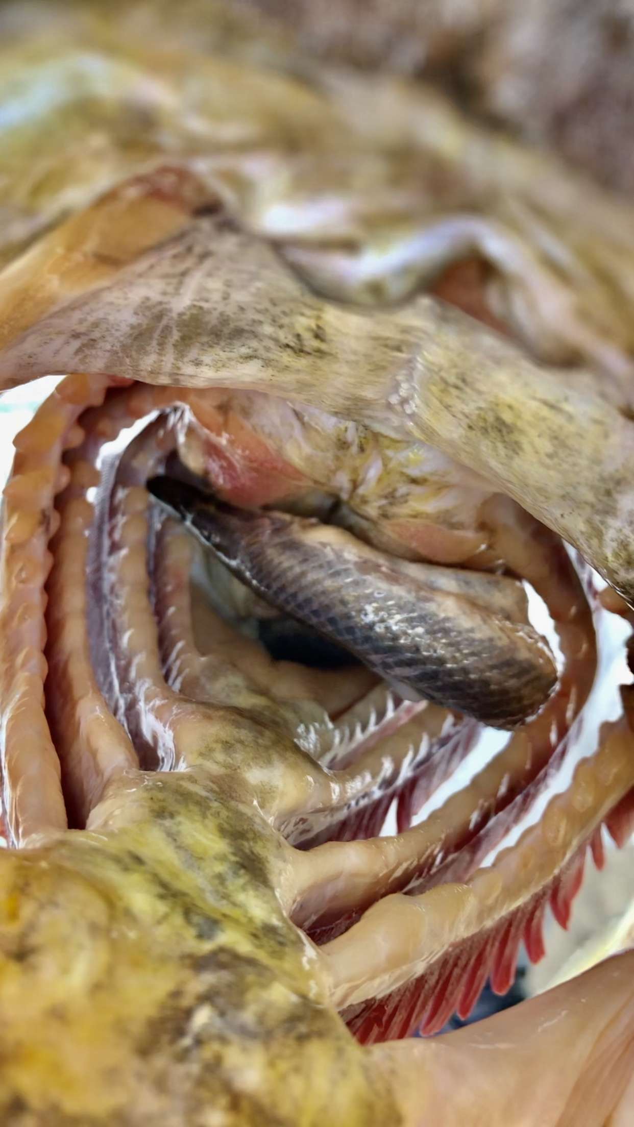 Watch Bass Eat SNAKES!? Video on