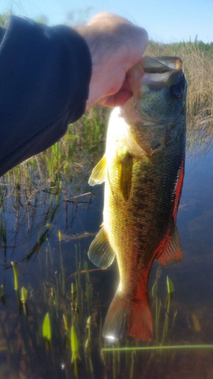 Latest Catch Pics Thread - Page 183 - Fishing Reports - Bass Fishing Forums
