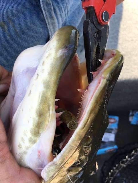 Bass guys outfishing Musky guys for Musky - Other Fish Species - Bass  Fishing Forums