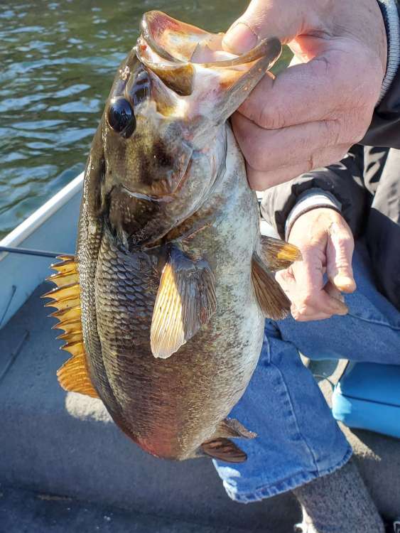 Bagley Balsa B... - Fishing Tackle - Bass Fishing Forums