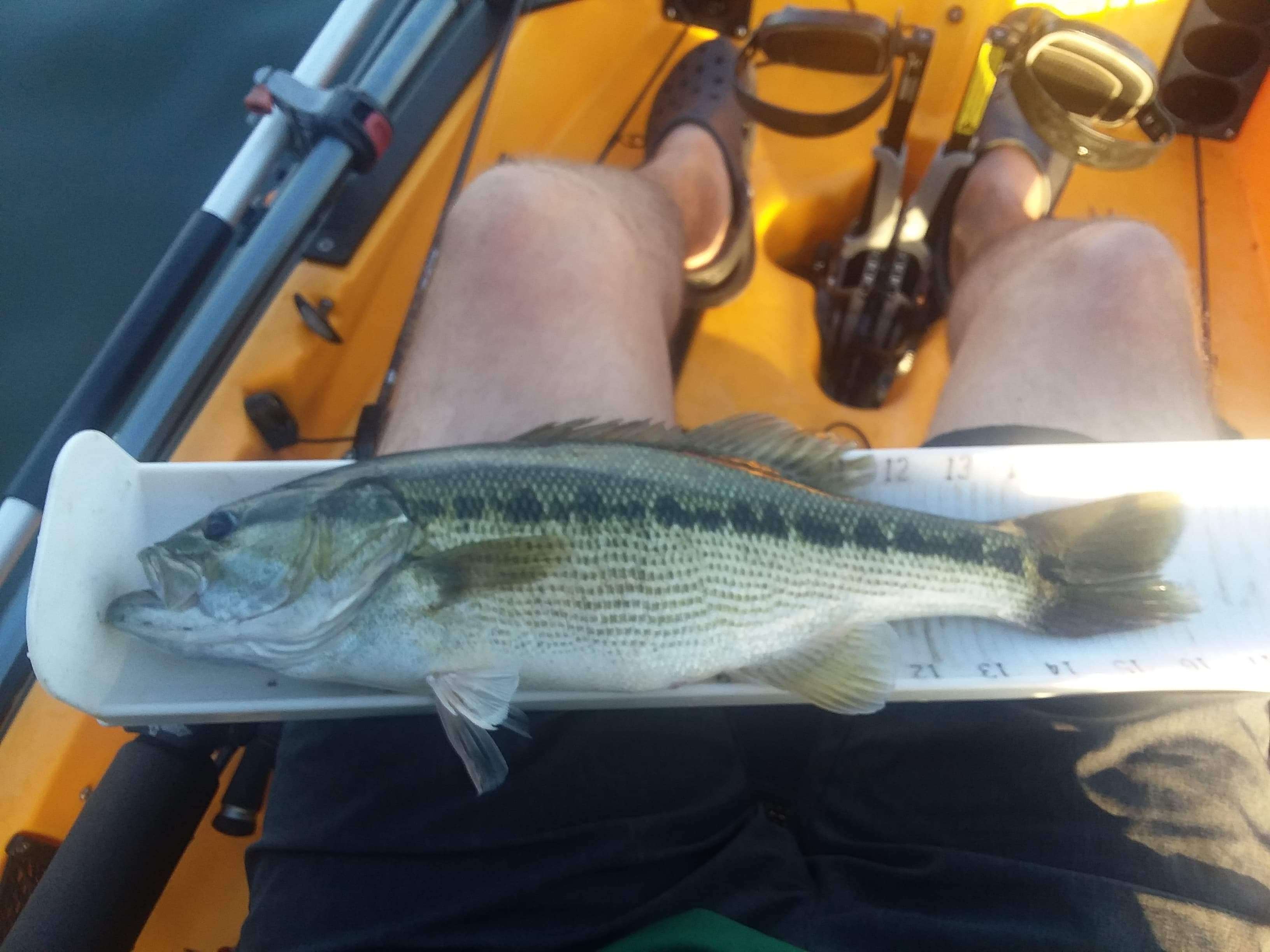 Bay Springs spotted bass, largemouth bass and smallmouths bass fishing