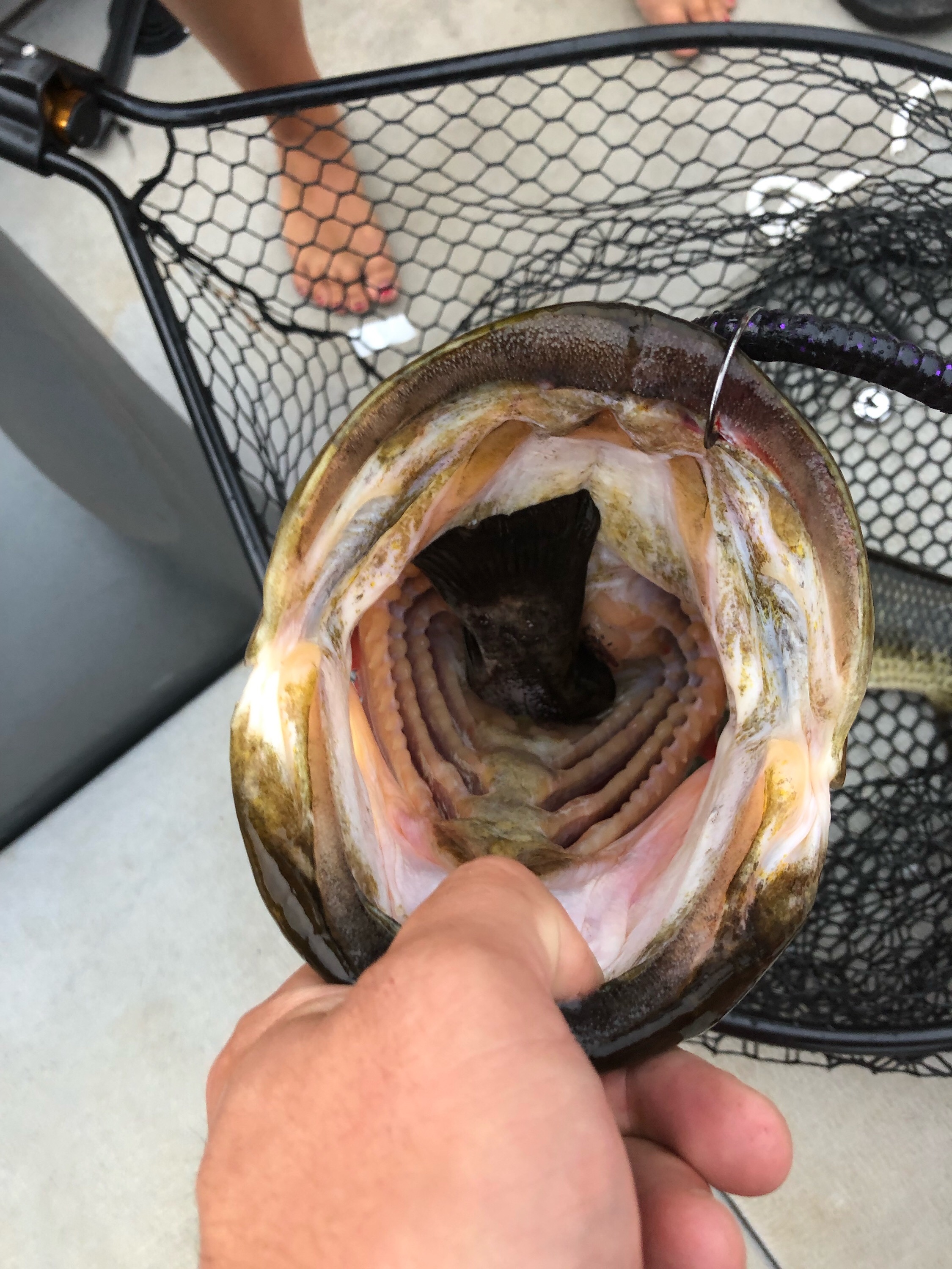 mini pop-r, crickhoppers, rebel crawfish for bluegill? - Other Fish Species  - Bass Fishing Forums