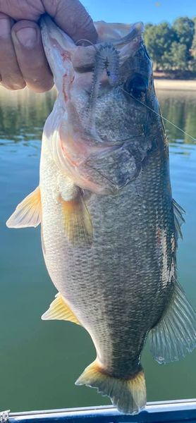 Keitech bulk packs - Fishing Tackle - Bass Fishing Forums