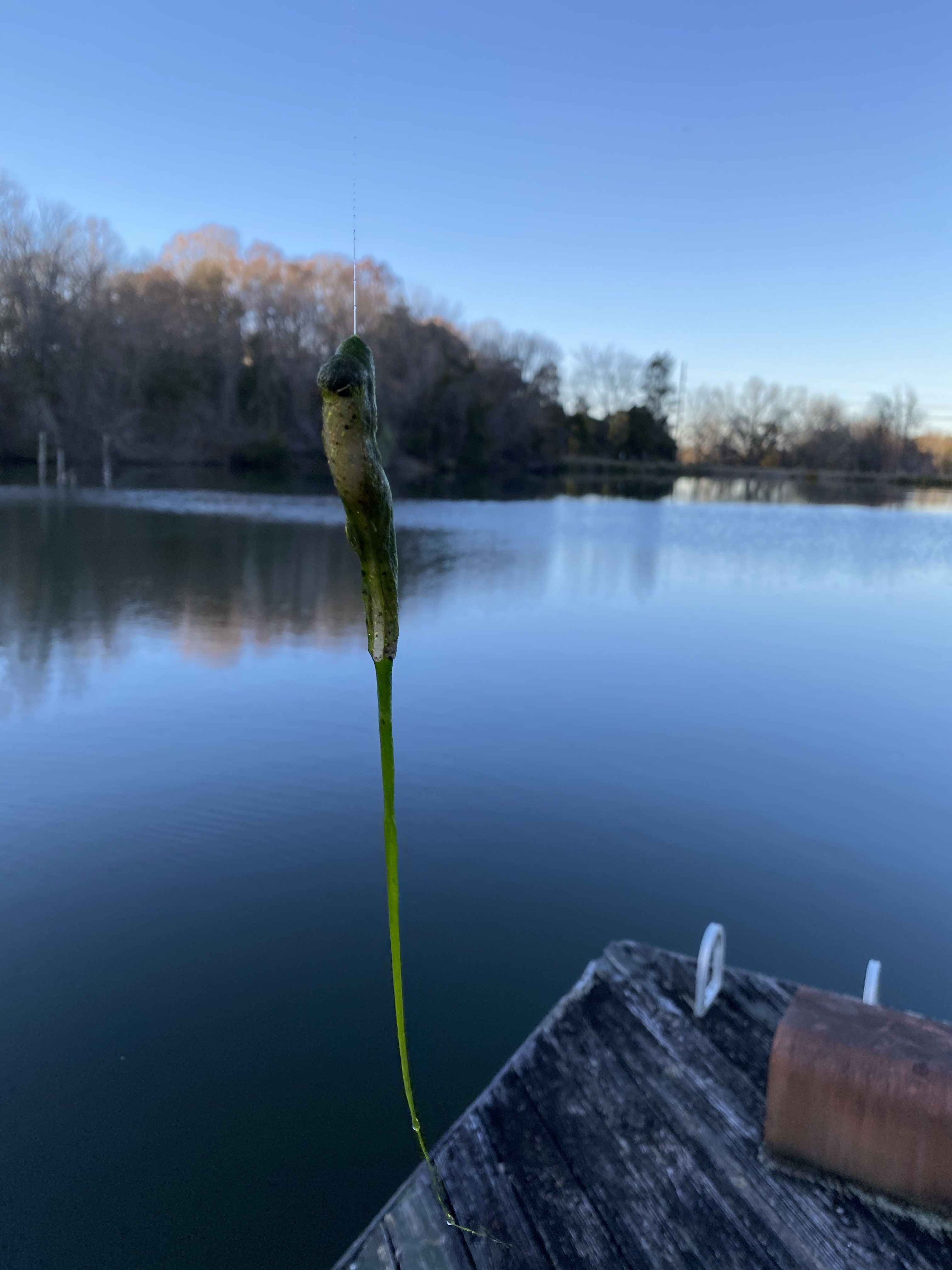 Pond grass identification help (Mississippi) - Southeast Bass Fishing -  Bass Fishing Forums