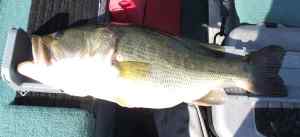 FAT Briery Creek Res. VA ~ 12" Manns worm