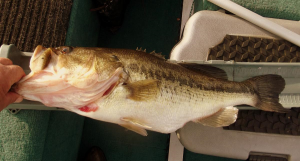 9.5 # bass, Holiday Lake VA ,on Shadow Rap shad