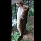 Jitterbug Collecting Tips  Bass Fishing Forums - The Bassholes