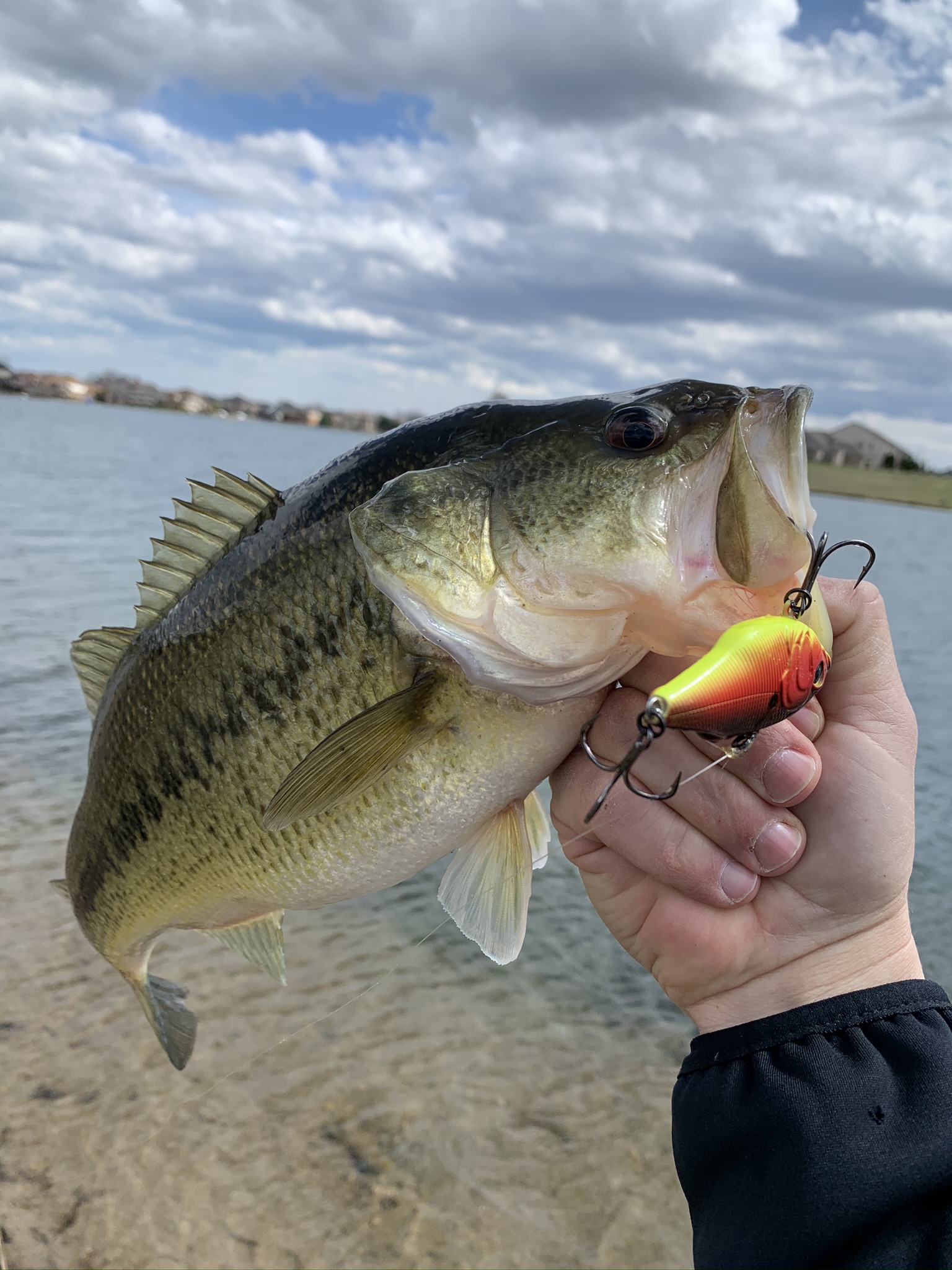 6th sense trace becoming one of my favorite lures : r/bassfishing