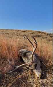 Nov 2020 Muley.JPG