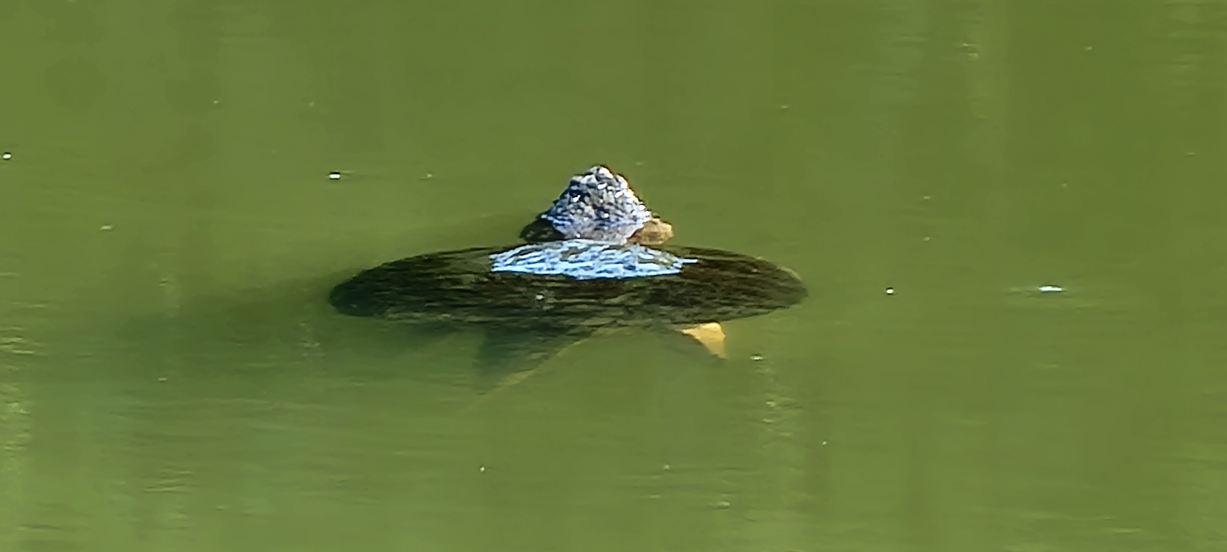 Unhooking a Snapping Turtle 