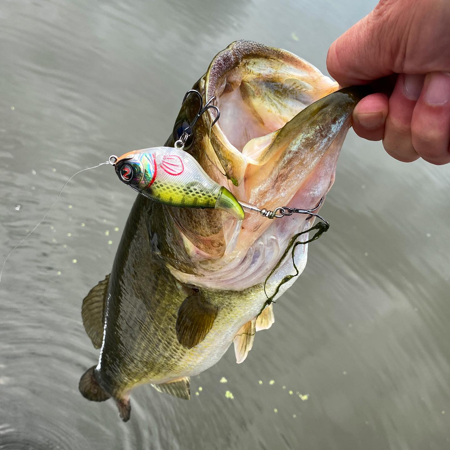 Any tips for this whopper plopper? : r/FishingForBeginners