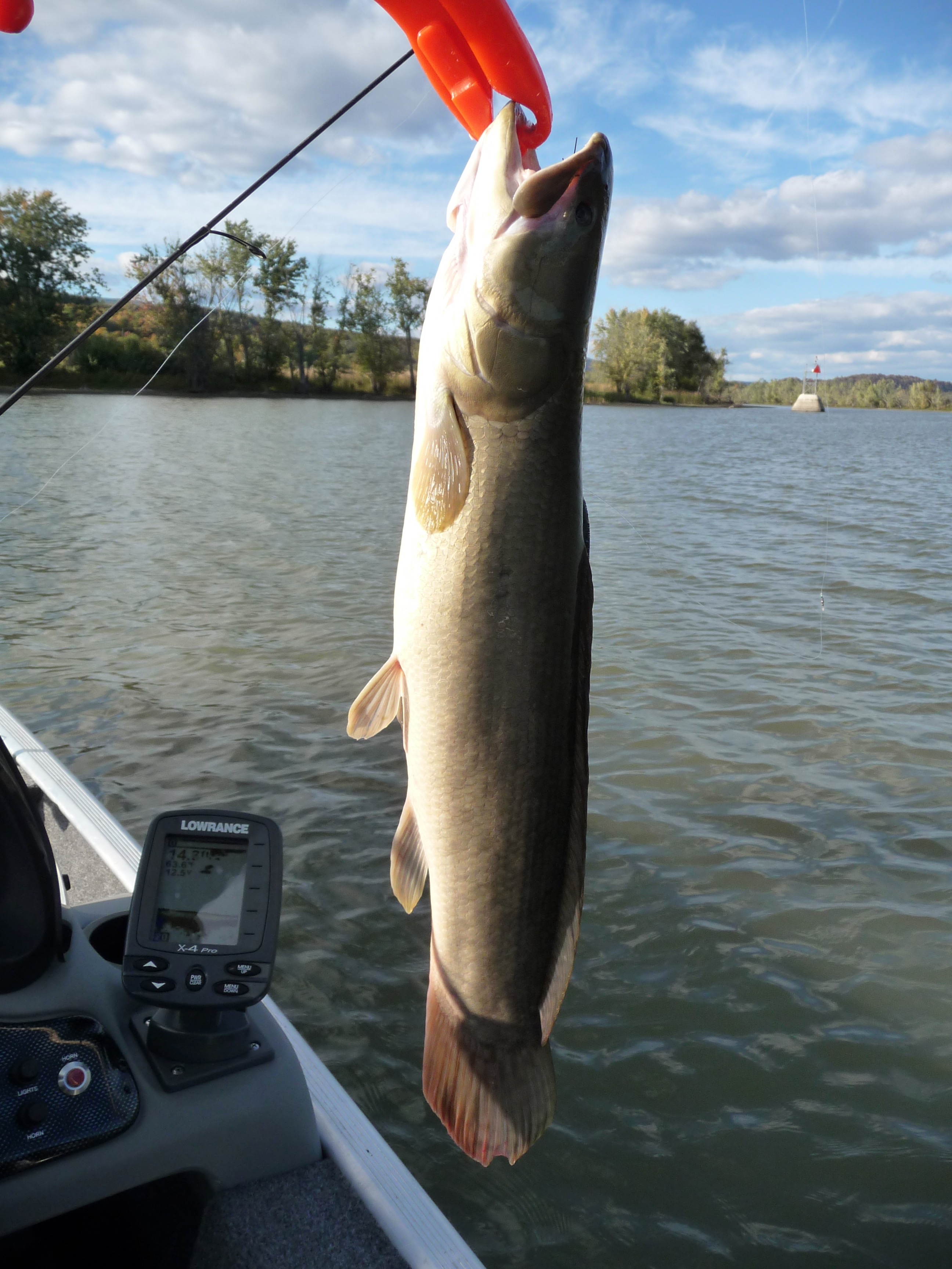 Bowfin eat frogs too. - Other Fish Species - Bass Fishing Forums