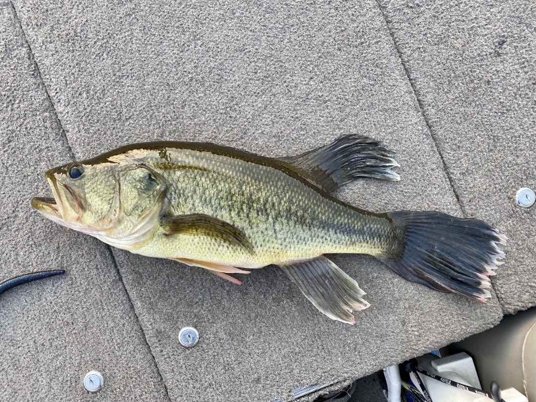 Is this a bass with abnormal fins, or something else? - General Bass ...