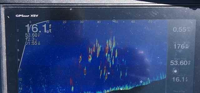 Fish can run but they can't hide from forward-facing sonar