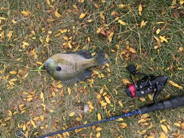 TROUT SLAYERS + TROUT MAGNET = multi-specie catches 