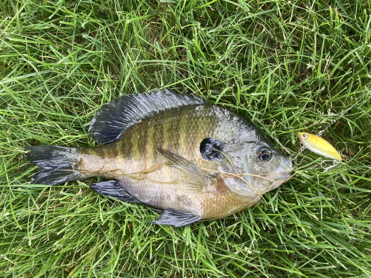 mini pop-r, crickhoppers, rebel crawfish for bluegill? - Other Fish Species  - Bass Fishing Forums