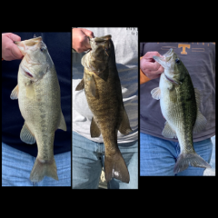 Ever Shiner / slip-bobber fish for Bass? - Fishing Tackle - Bass