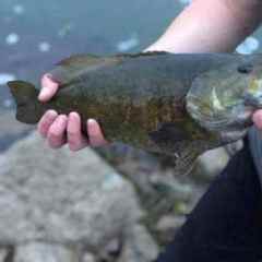 Are creek/small river smallies best fished off the bottom? - Smallmouth  Bass Fishing - Bass Fishing Forums