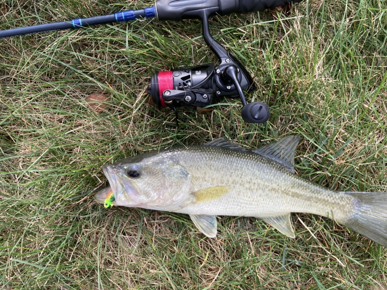 How should I set up my rods for bass fishing and maybe some crappie/bluegill?  : r/FishingForBeginners