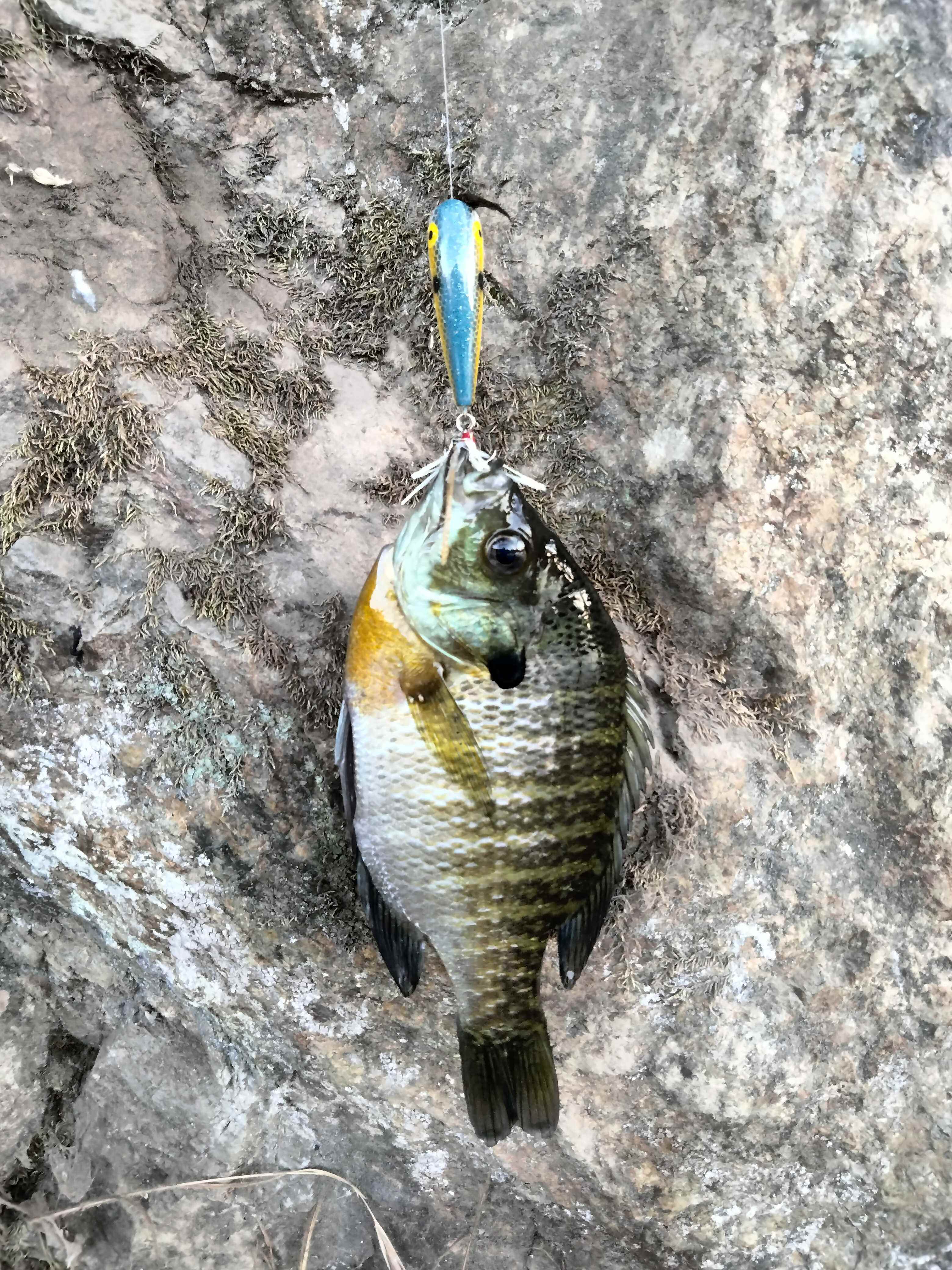 A lack of Bluegill imitation lures - Fishing Tackle - Bass Fishing Forums