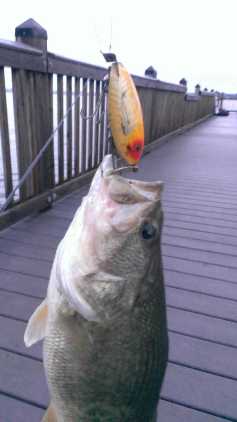 Dad's Hula Popper and the Big Bass