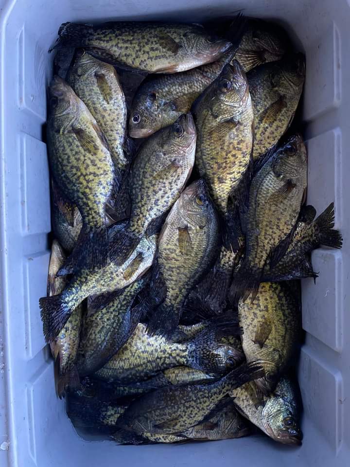 Plastics for Crappie - Other Fish Species - Bass Fishing Forums