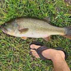 your first baitcasting reel - Fishing Rods, Reels, Line, and Knots - Bass Fishing  Forums