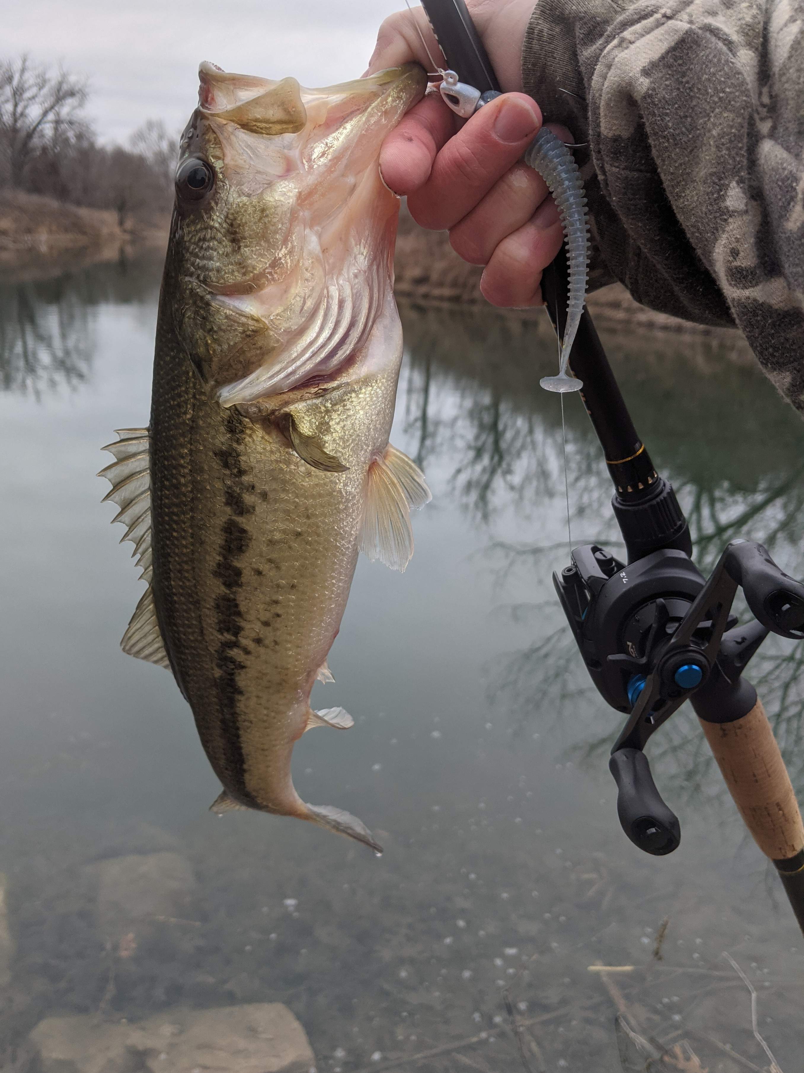 Crushing the Swimjig  Spotted Bay Bass 