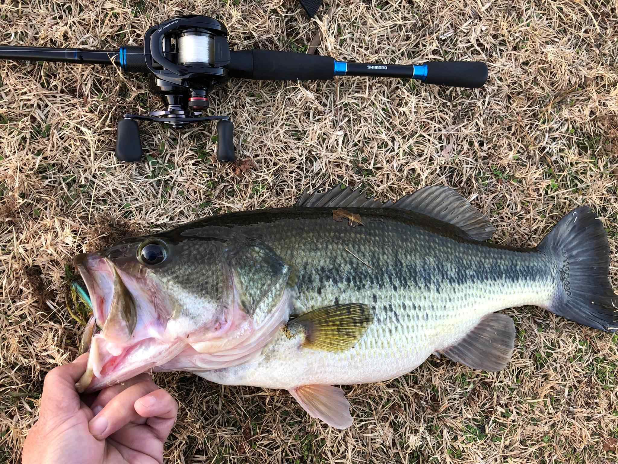 Food for Thought - Fishing Rods, Reels, Line, and Knots - Bass Fishing  Forums