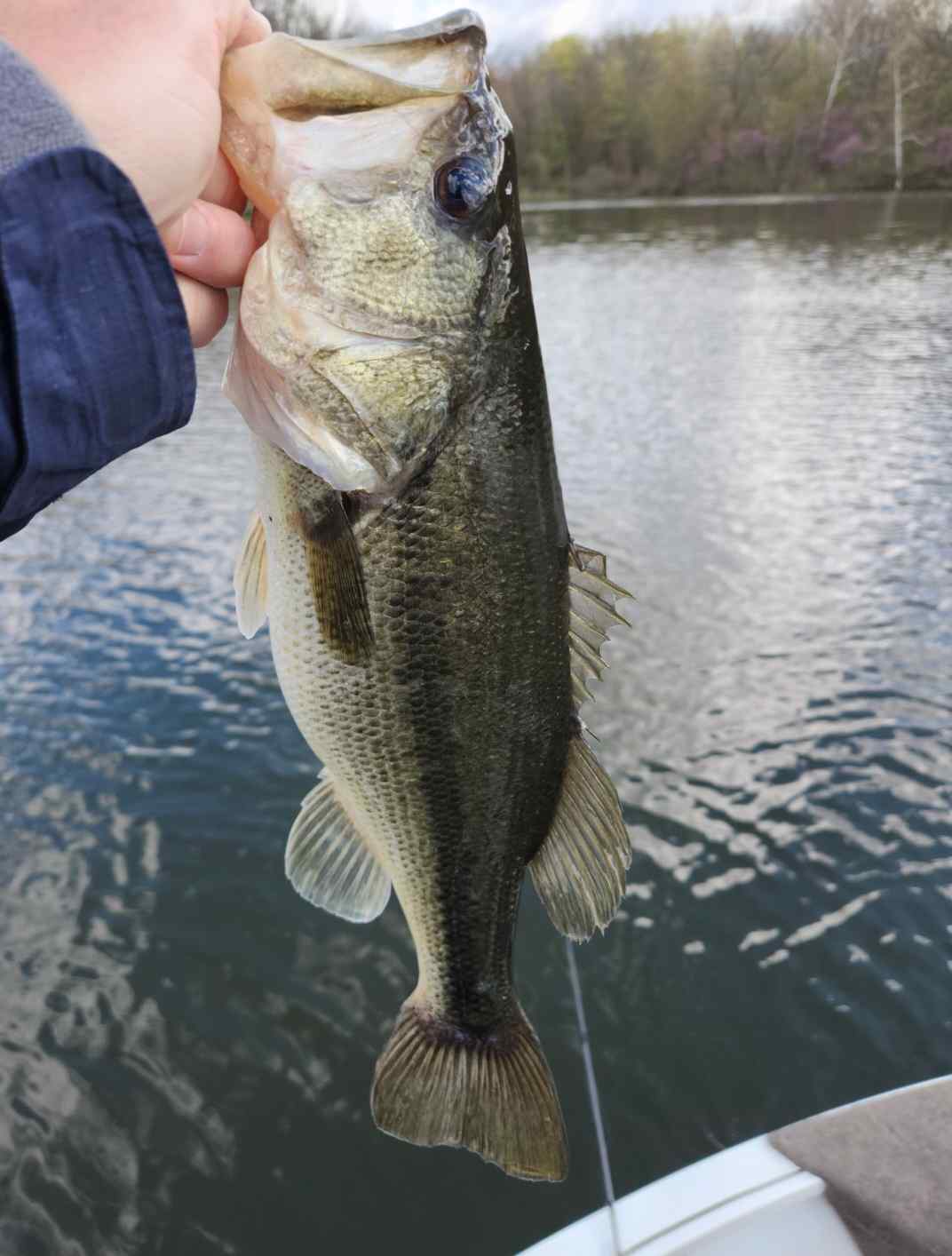 No Better Bite Than the Jackhammer Bite - Fishing Reports - Bass ...