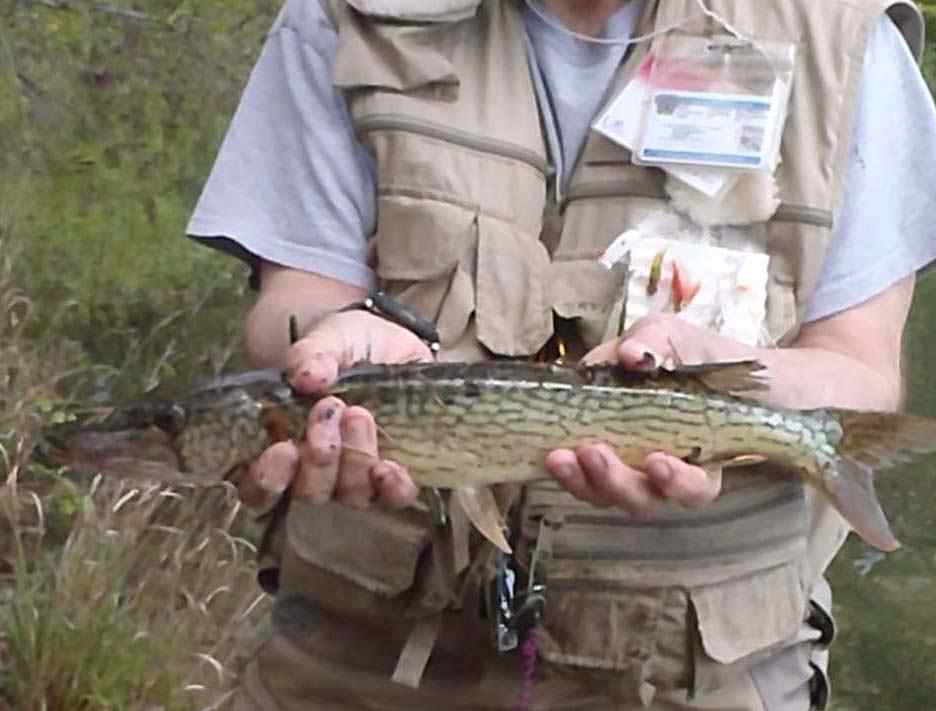 Lake Snake Love: How to Catch Chain Pickerel