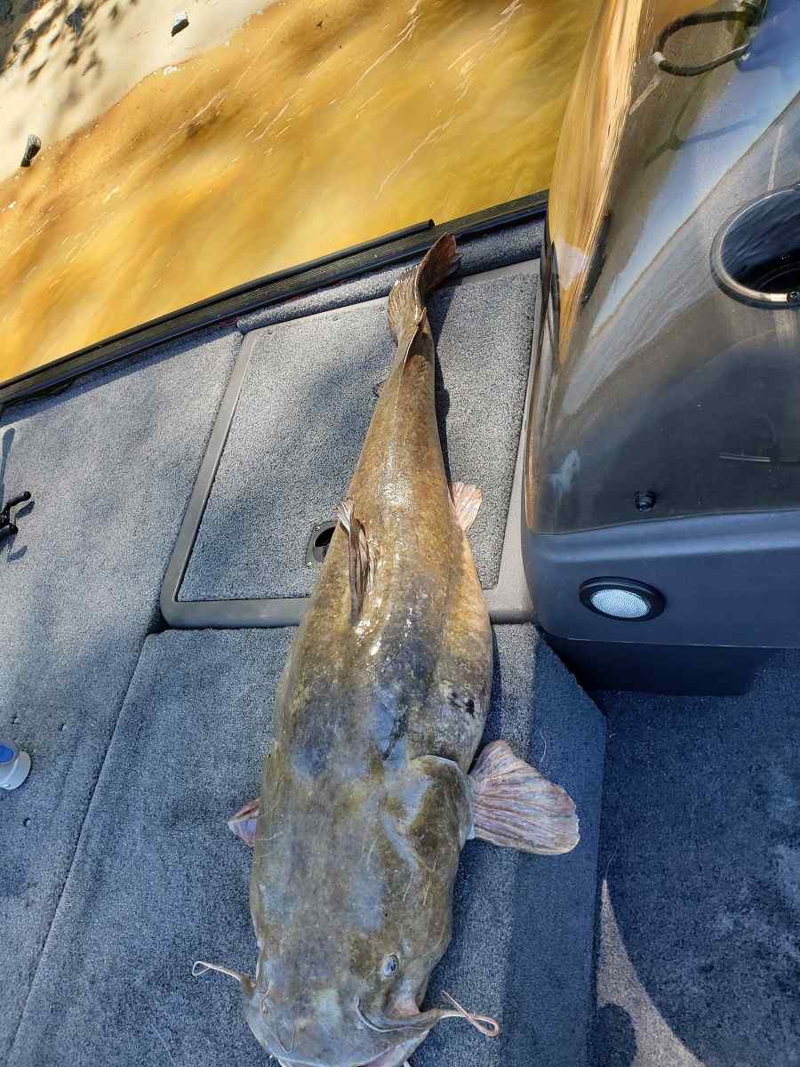 New Pa. Flathead record - Other Fish Species - Bass Fishing Forums