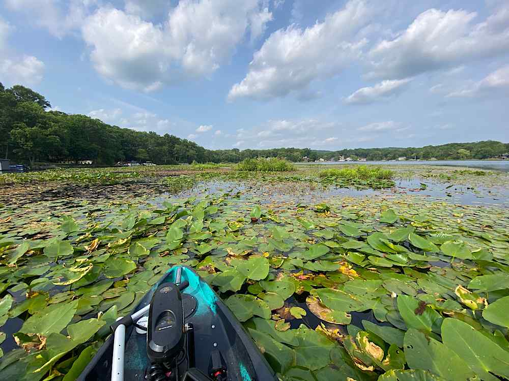 Very tall and thick Lilly Pads, How do you fish? - Page 2