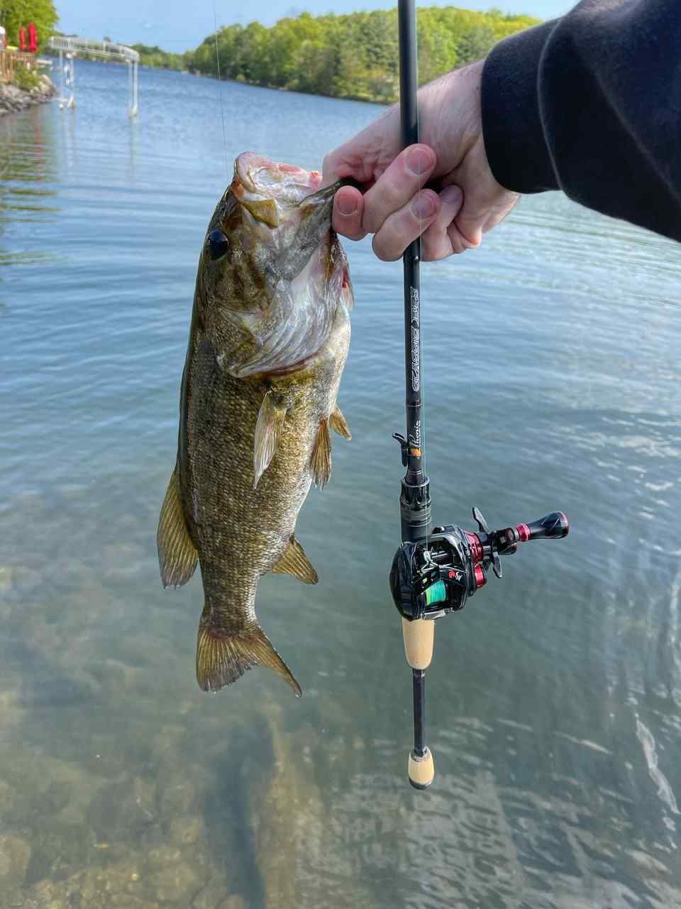 Peacock bass using a BFS/Trout setup, why not? BFS in a whole new level for  me! : r/Fishing_Gear