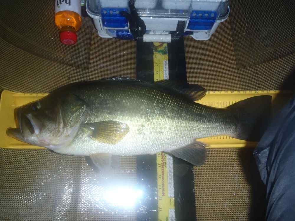 Whopper Plopper Woes - Fishing Tackle - Bass Fishing Forums