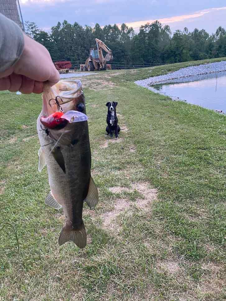 Latest Catch Pics Thread - Page 535 - Fishing Reports - Bass Fishing Forums