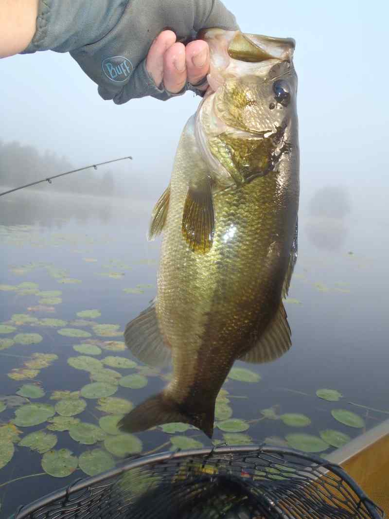 Latest Catch Pics Thread - Page 597 - Fishing Reports - Bass Fishing Forums