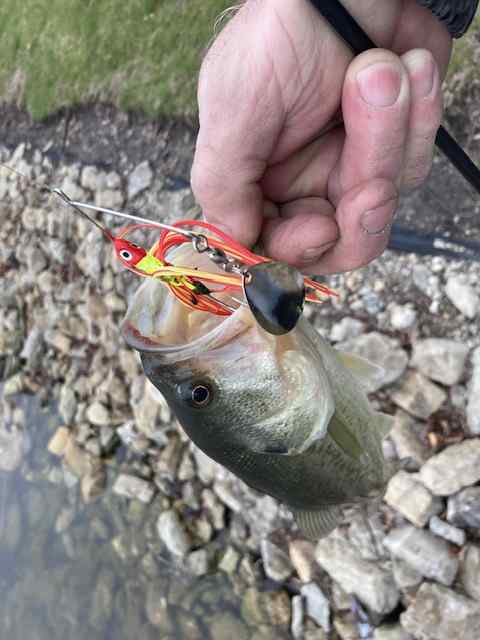 Catching Bass with Cheap Walmart Frog Lure - Ozark Trails 