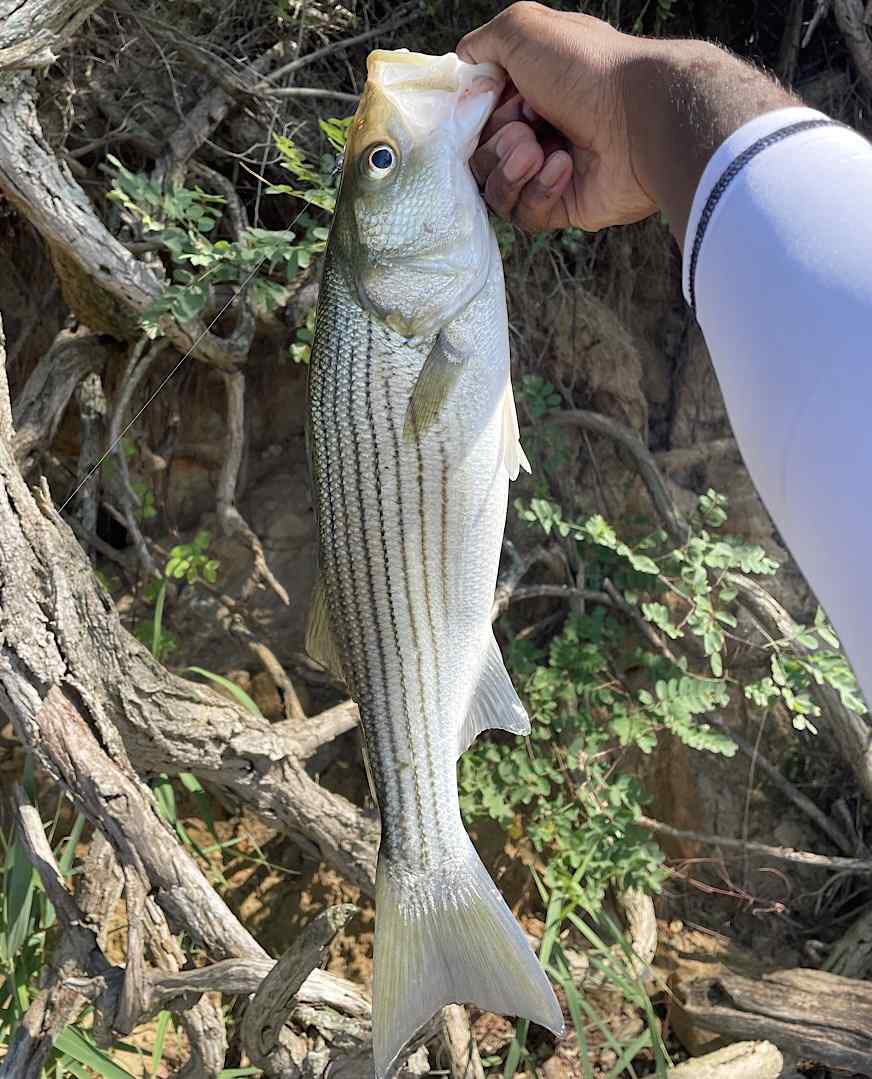 Other Species Latest Catch Pics Thread - Page 109 - Other Fish Species -  Bass Fishing Forums