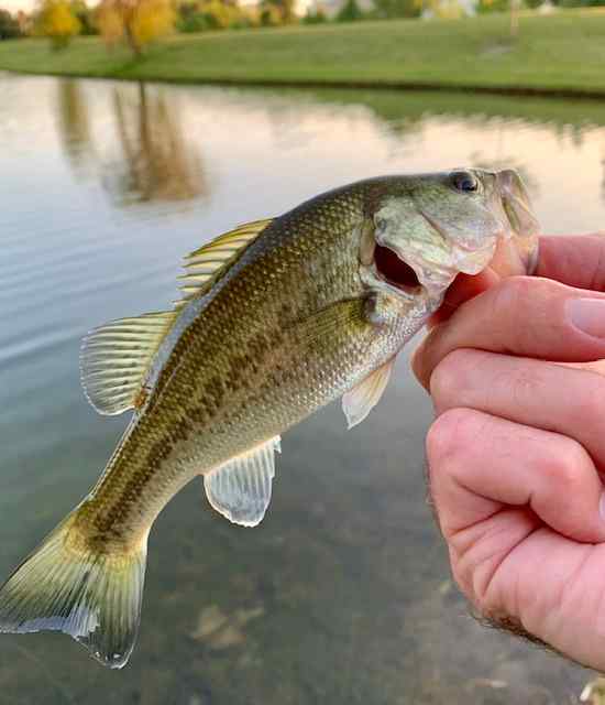 Largie slammed the Bandito Bug : r/bassfishing