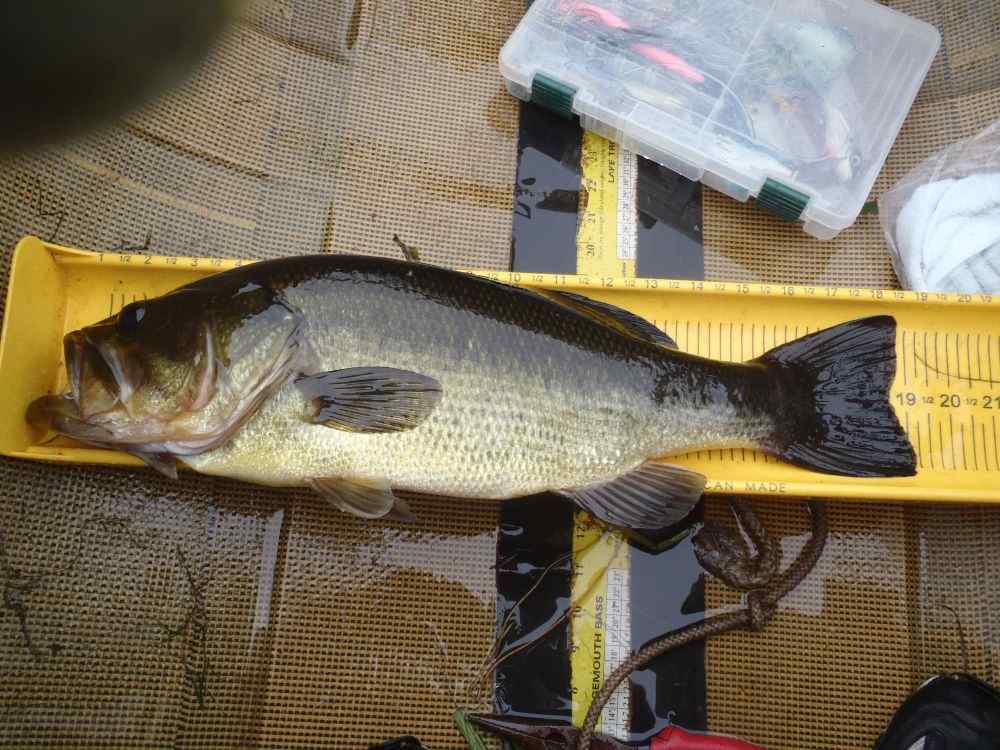 Please share your 2023 20 lb. bag. - Page 2 - Fishing Reports - Bass ...