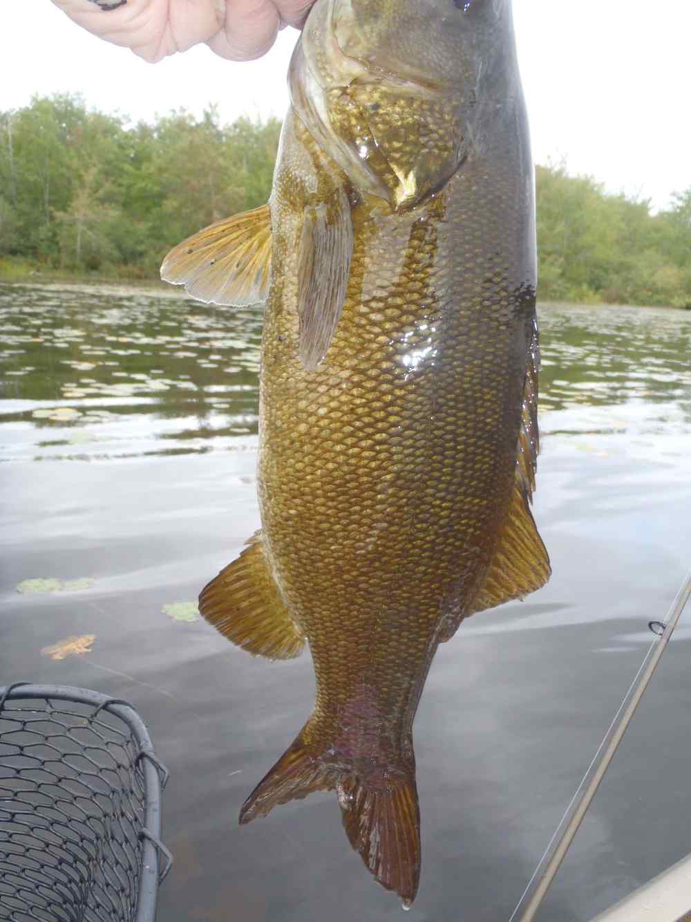 Caught this mini/future hog today on this Frankenstein rig : r/bassfishing