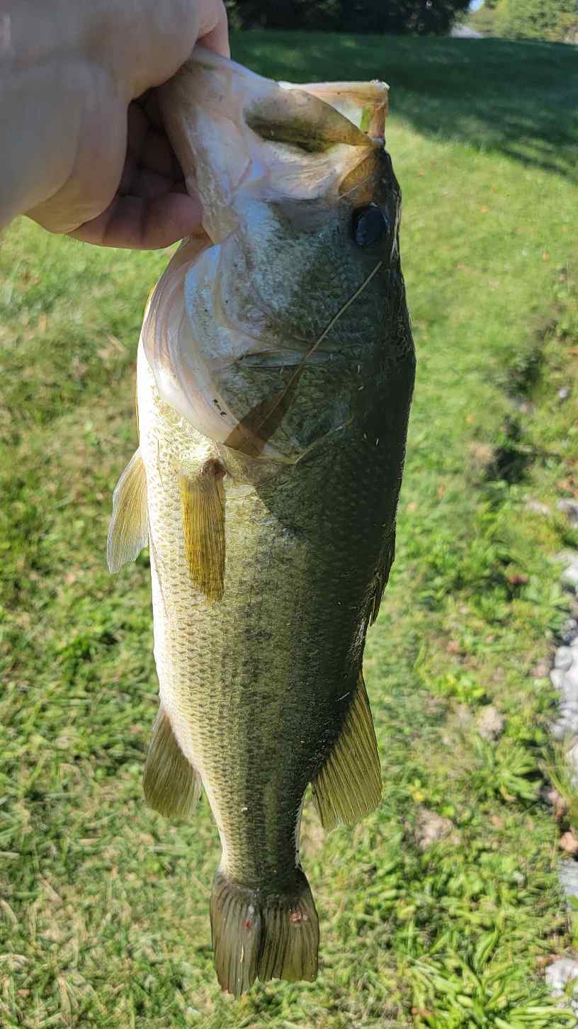 What pond baits to throw first - Fishing Tackle - Bass Fishing Forums