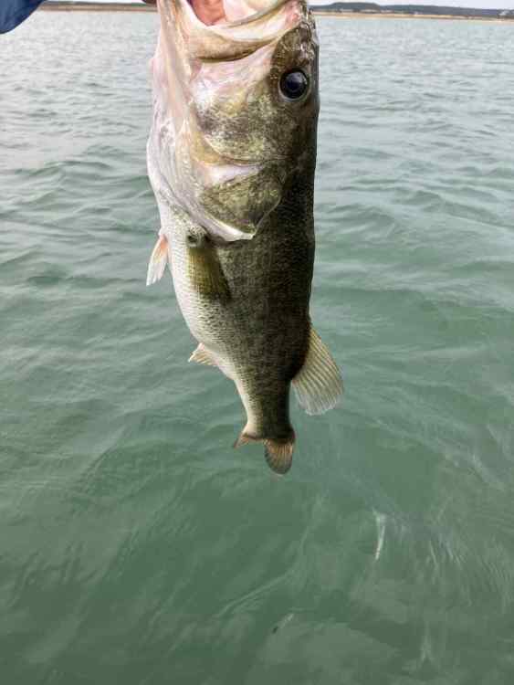 Caught this mini/future hog today on this Frankenstein rig : r/bassfishing