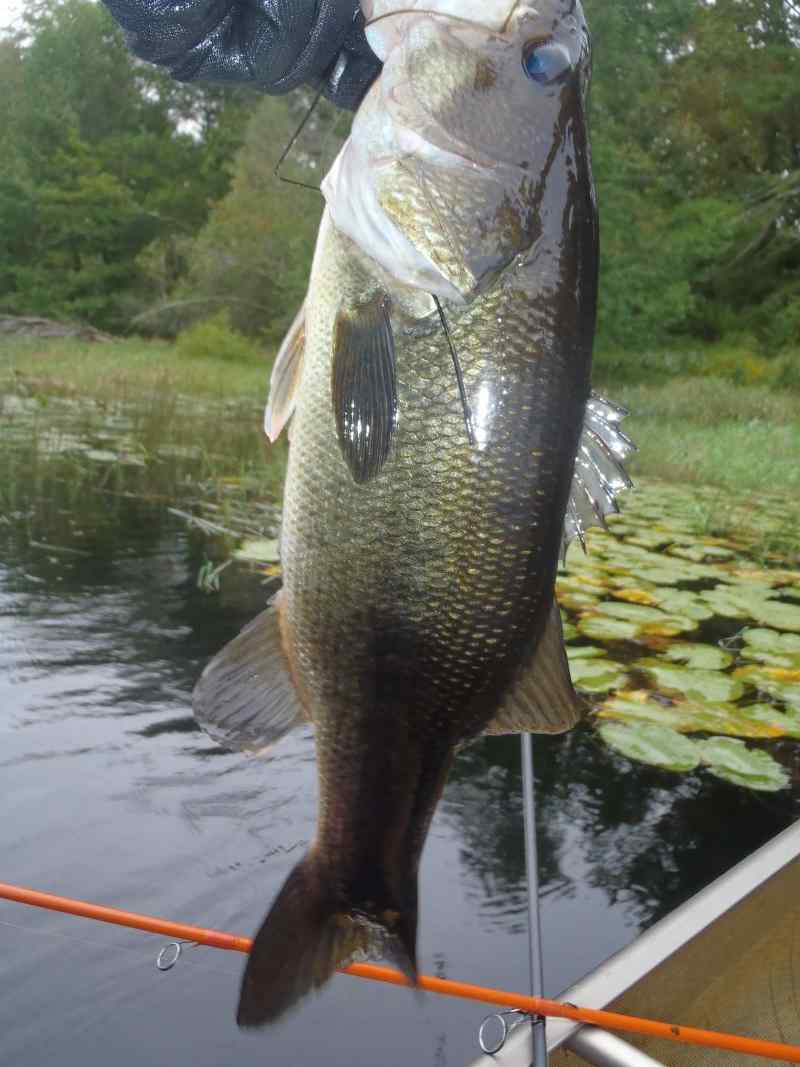 Caught this mini/future hog today on this Frankenstein rig : r/bassfishing