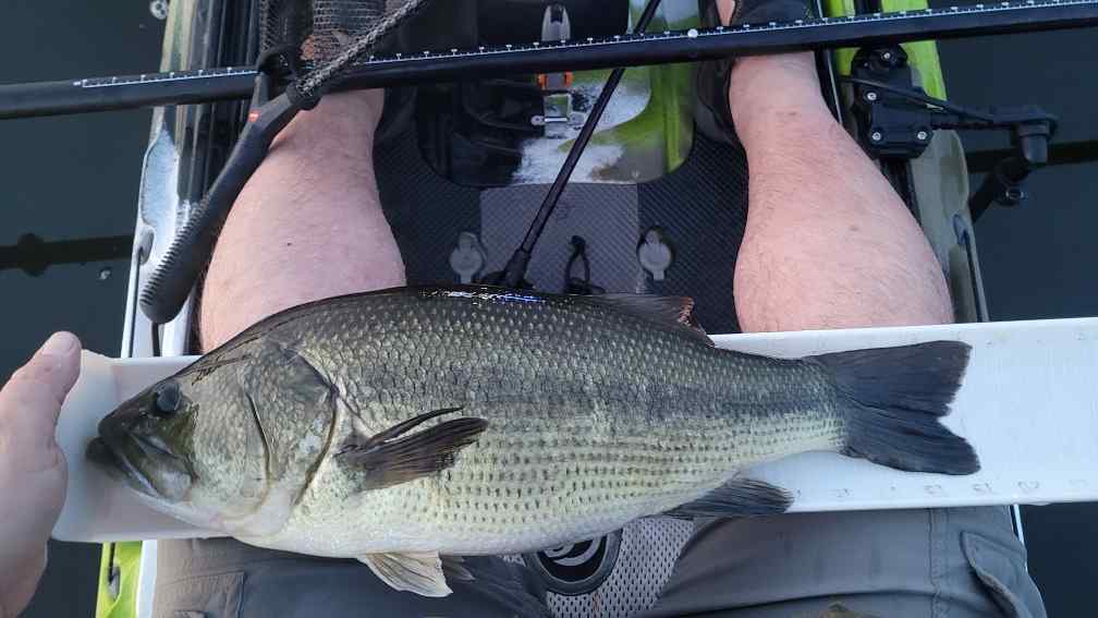 The Defective Dink Board - Tournament Talk - Bass Fishing Forums