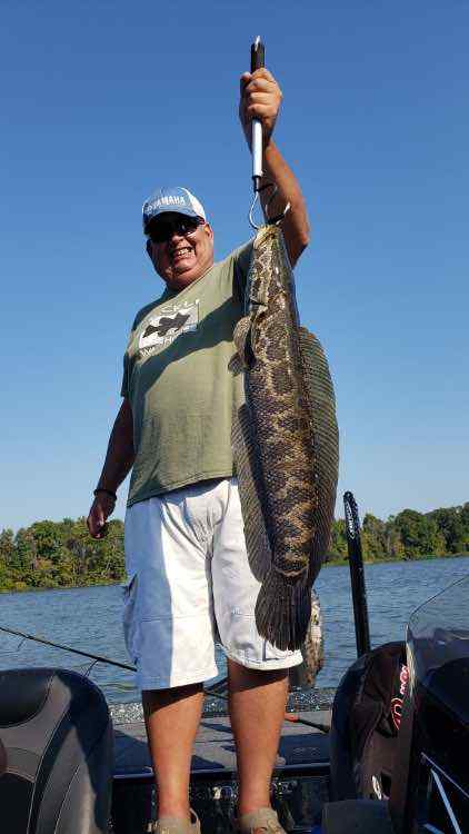 Giant snakehead fishing in Malaysia