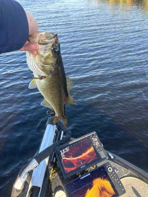 Latest Catch Pics Thread - Page 666 - Fishing Reports - Bass Fishing Forums