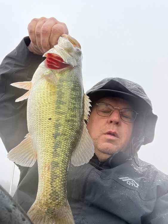 Shad, bream spawns drive Lake Wylie bass crazy this month